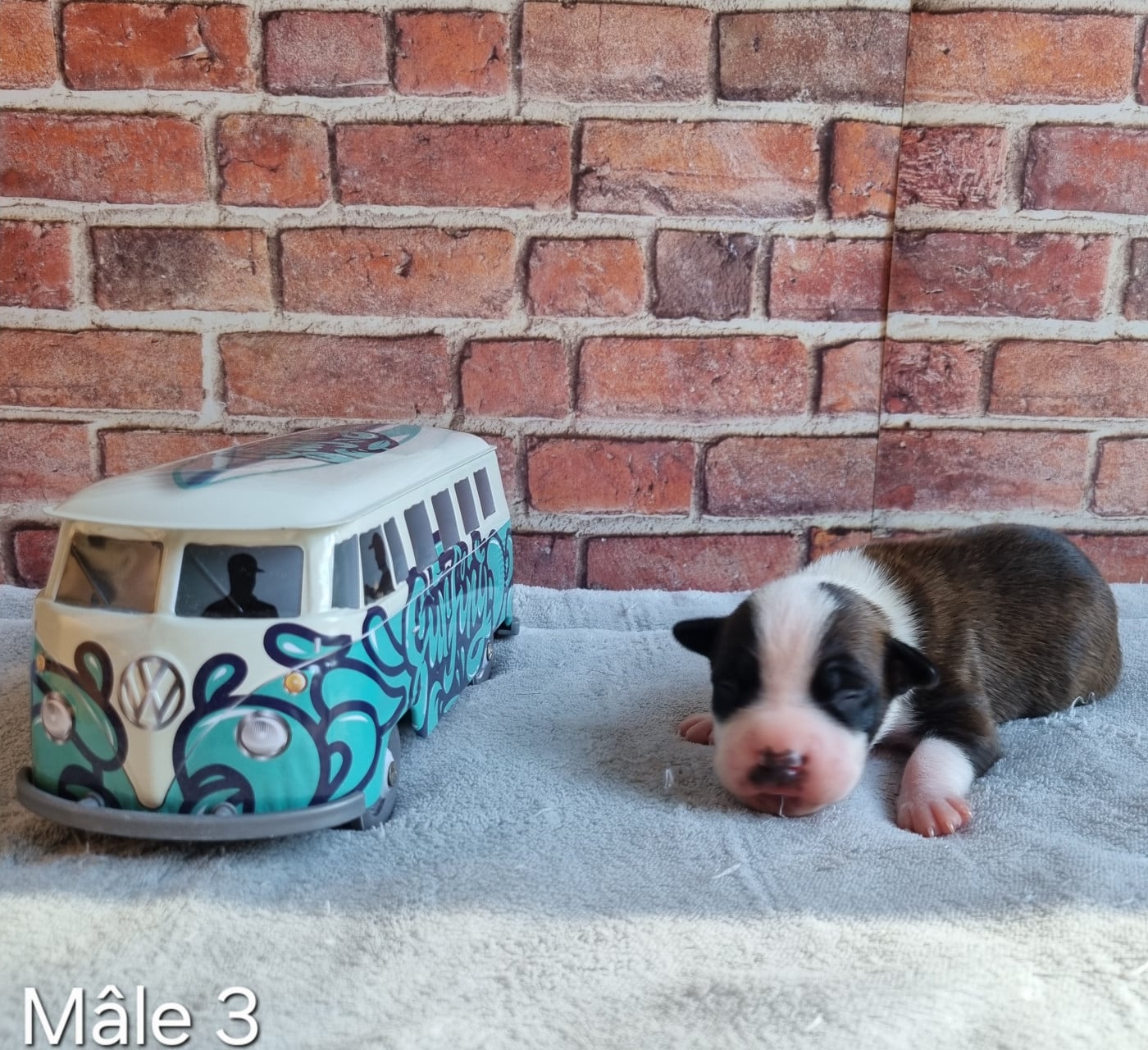 CHIOT 9