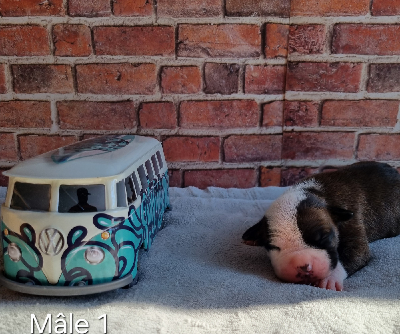CHIOT 7
