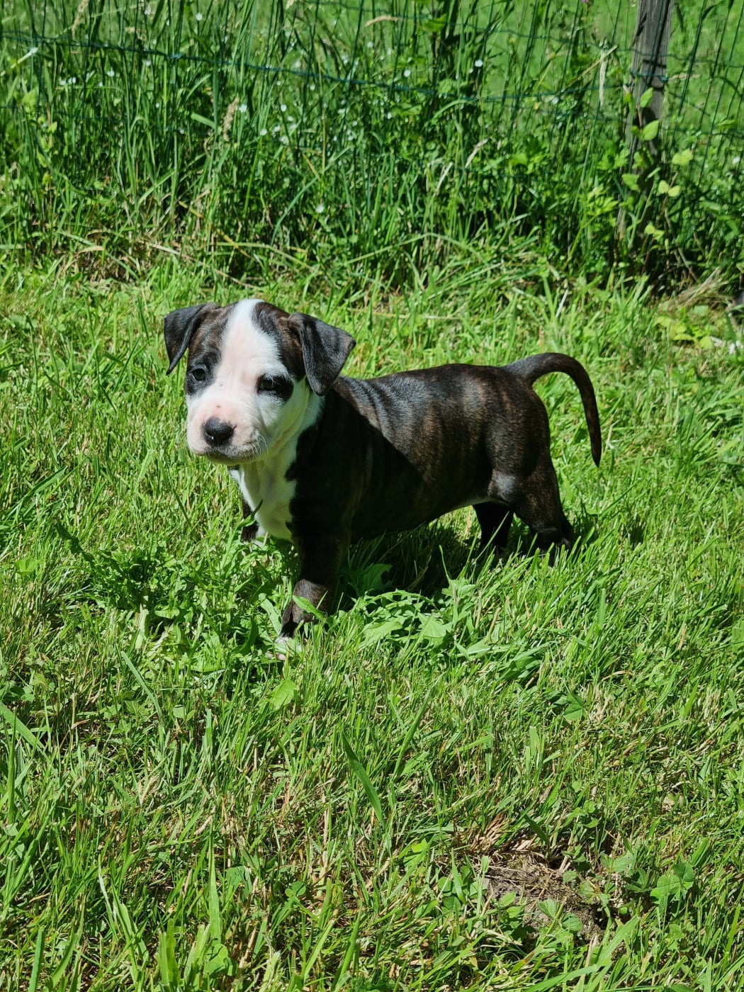 CHIOT 4