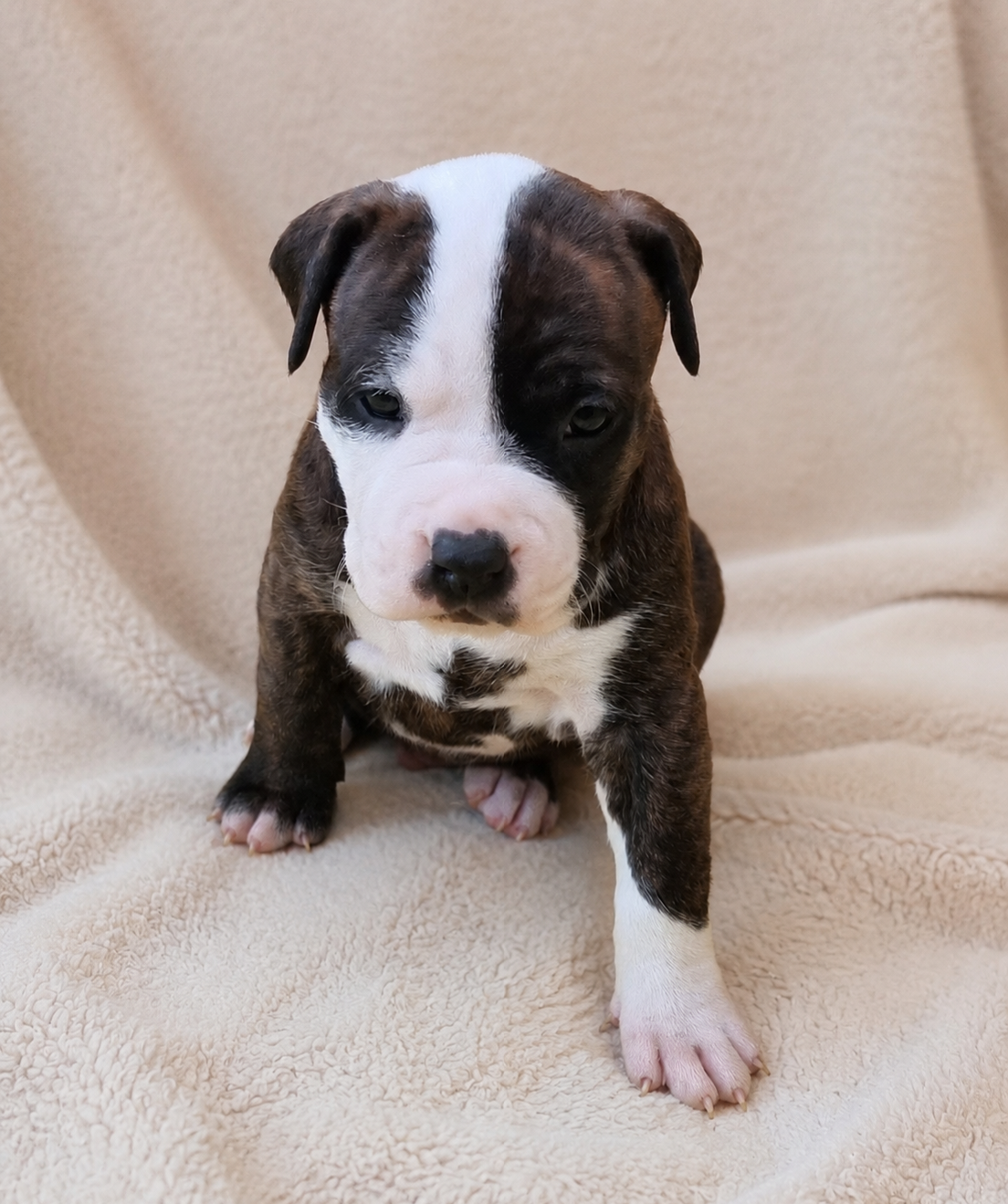 CHIOT 7