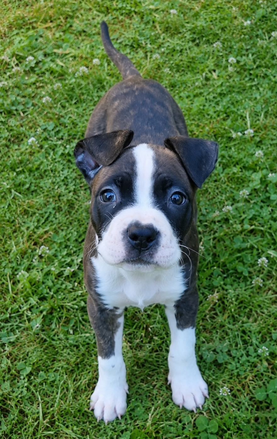 CHIOT 9