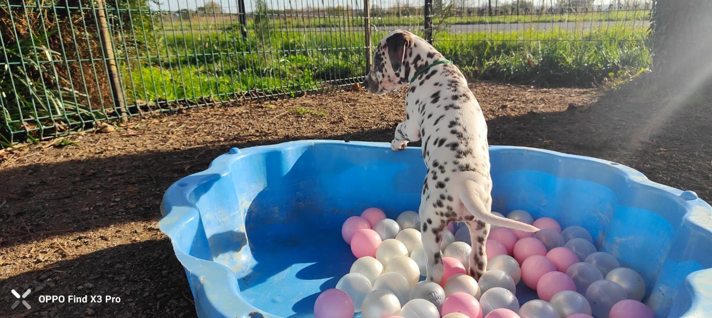 Dalmatien - Des Sources Du Crusoe