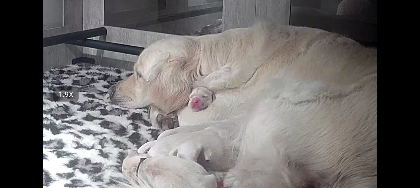 Golden Retriever - Des Sources Du Crusoe