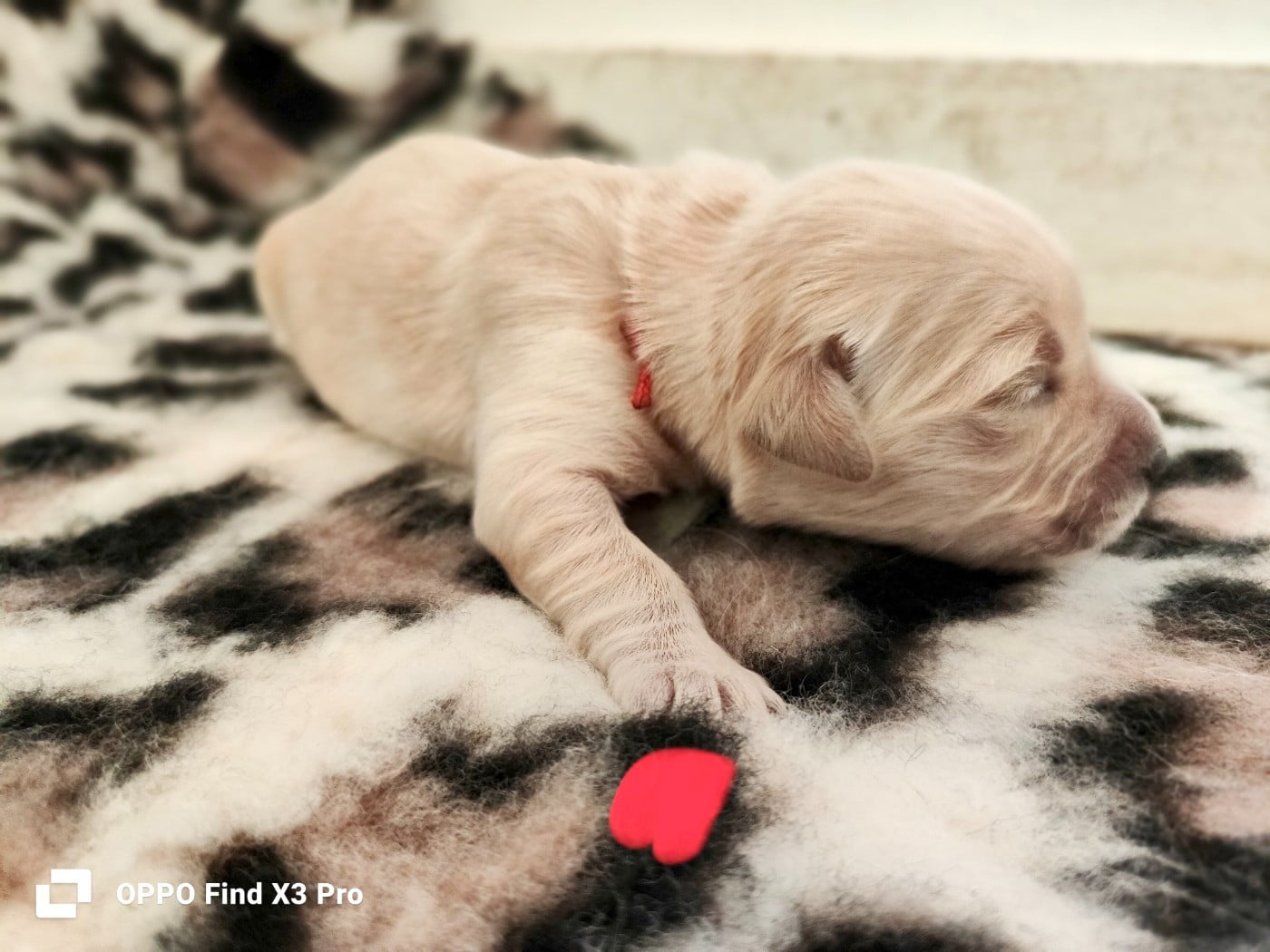 CHIOT 3 - Golden Retriever