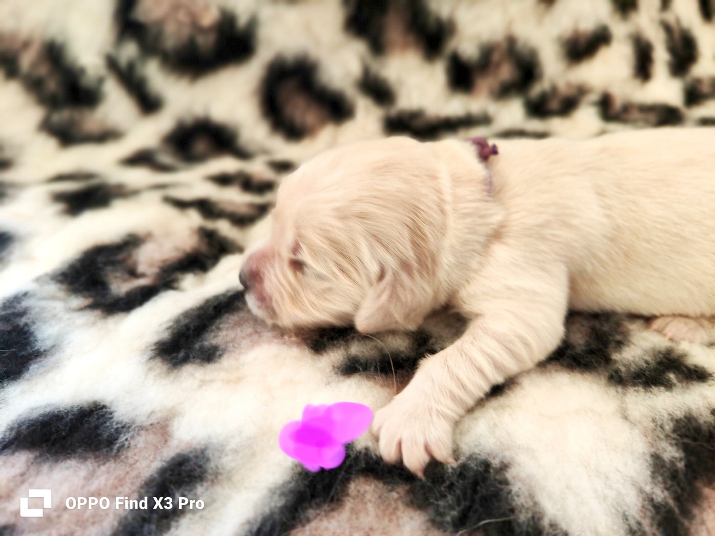 CHIOT 4 - Golden Retriever