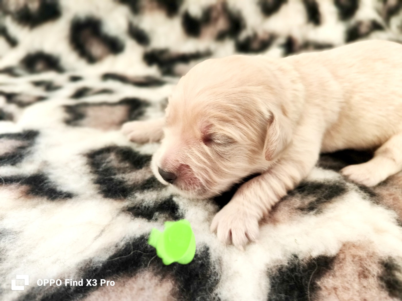 CHIOT 6 - Golden Retriever