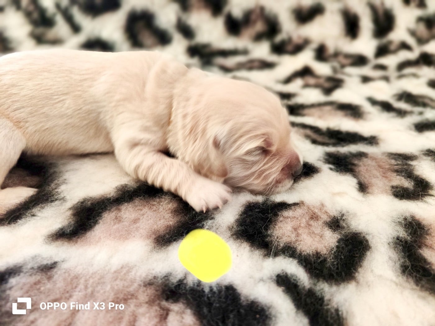 CHIOT 5 - Golden Retriever