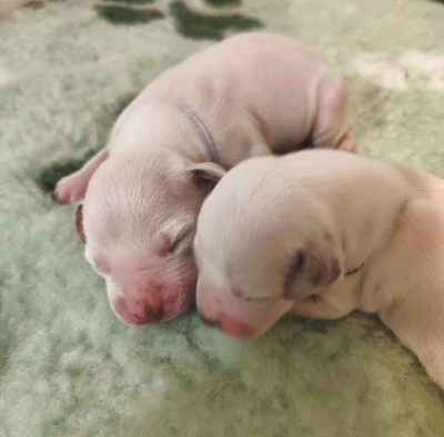 Les chiots de Dalmatien