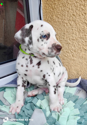 Les chiots de Dalmatien