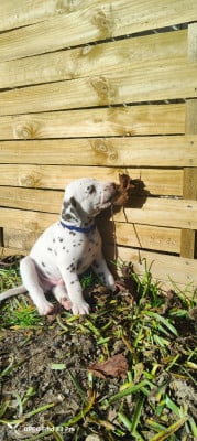Les chiots de Dalmatien