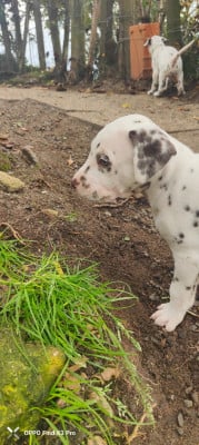 Les chiots de Dalmatien