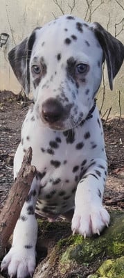 Les chiots de Dalmatien