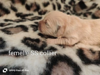 Les chiots de Golden Retriever