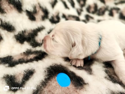 Les chiots de Golden Retriever