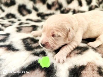 Les chiots de Golden Retriever