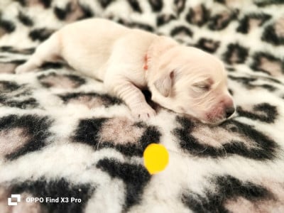 Les chiots de Golden Retriever