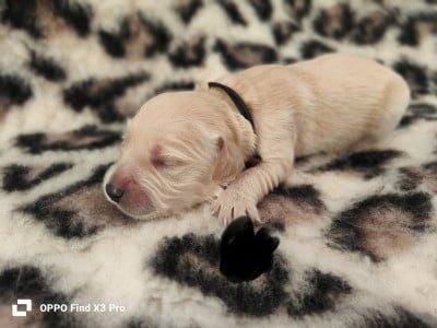 Les chiots de Golden Retriever