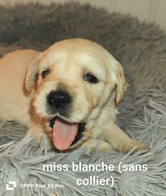 Les chiots de Golden Retriever