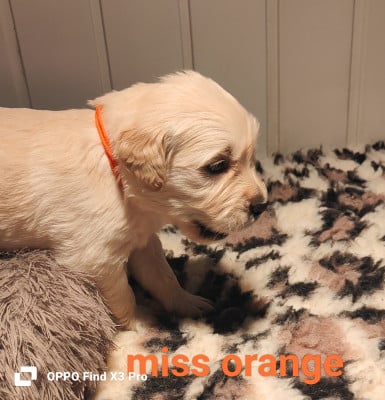 Les chiots de Golden Retriever