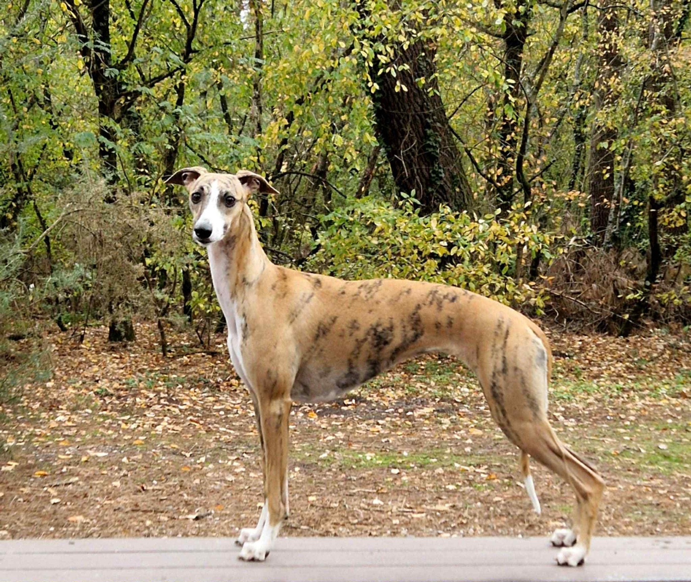 Fast And Fancy Virtuous Spaghetti