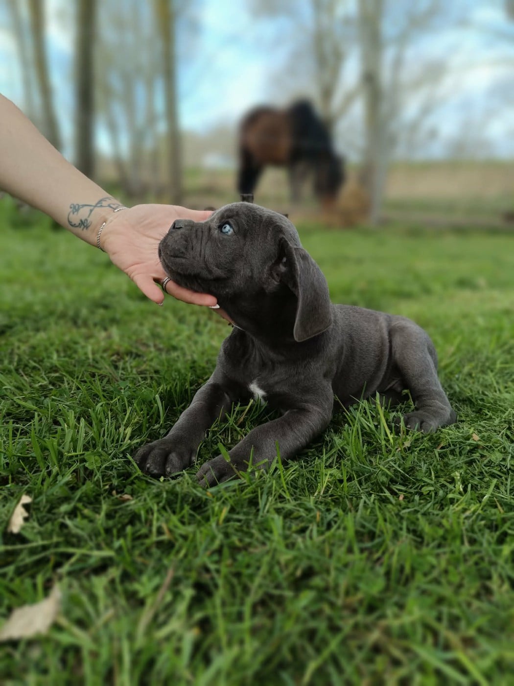Cane Corso - Des Diamants Du Colisée Jcm