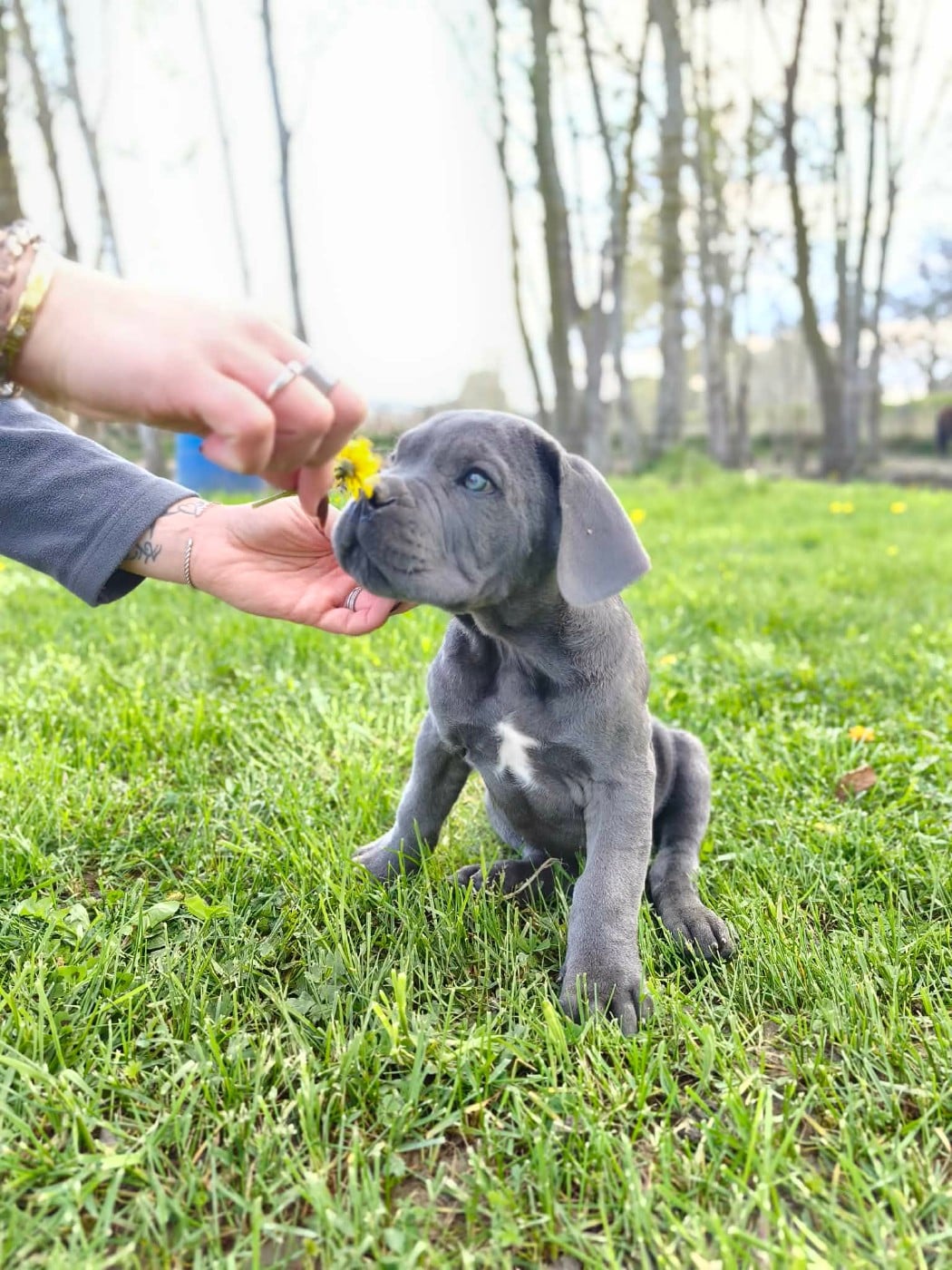 Cane Corso - Des Diamants Du Colisée Jcm