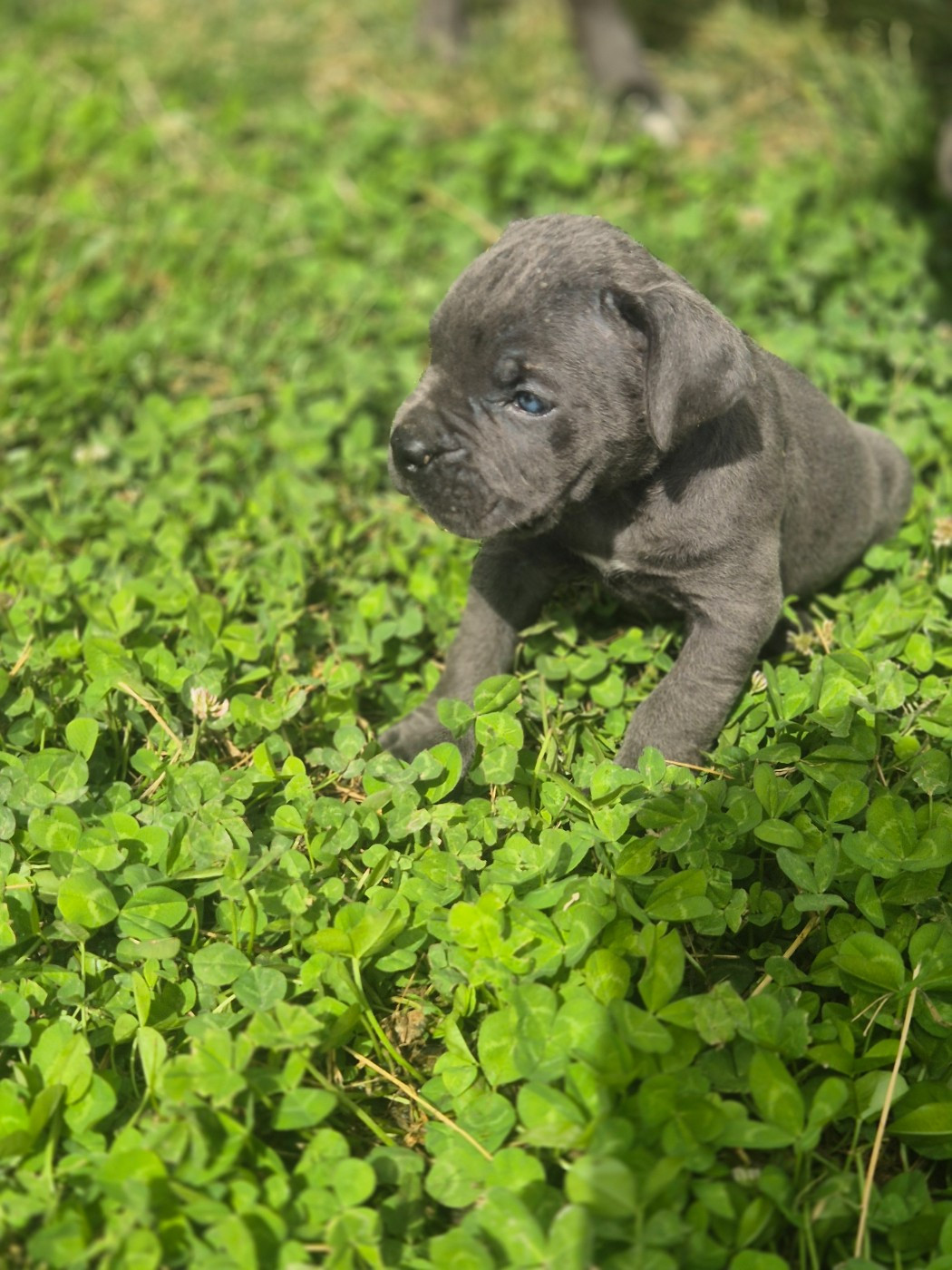 Chiot N°3