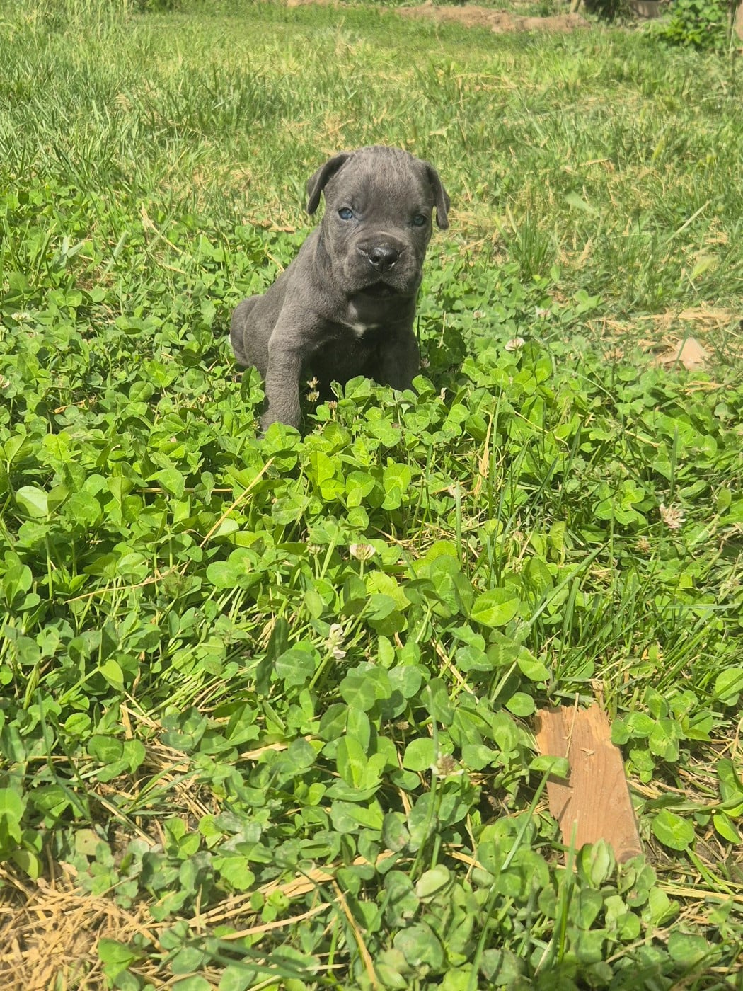 Chiot N°3