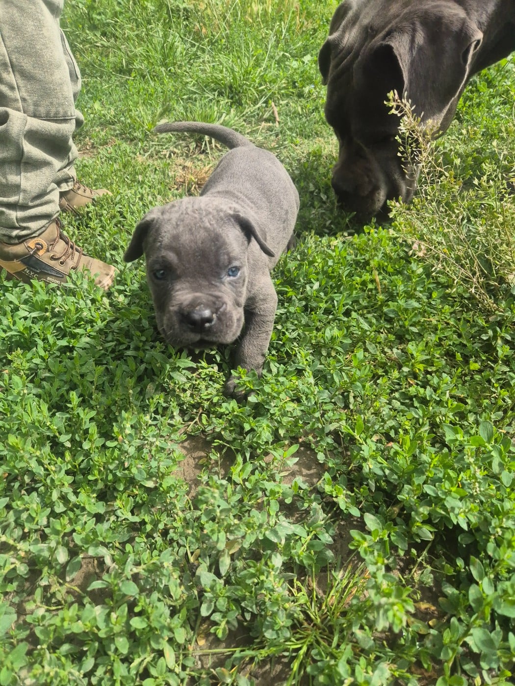 Chiot N°3