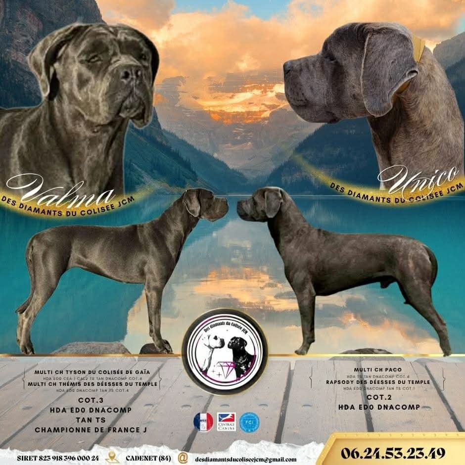 Chiot Cane Corso