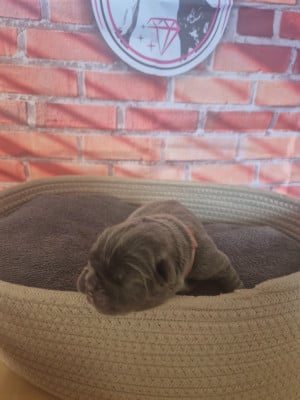 Les chiots de Cane Corso