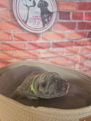 Les chiots de Cane Corso