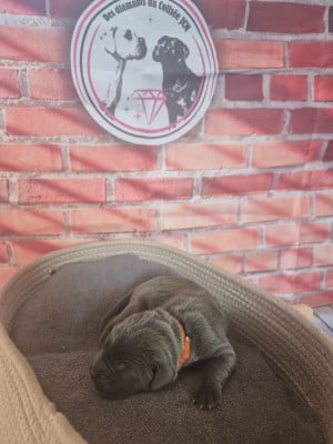 Les chiots de Cane Corso