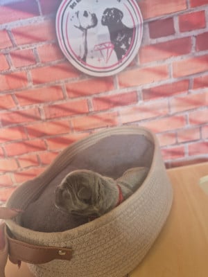 Les chiots de Cane Corso