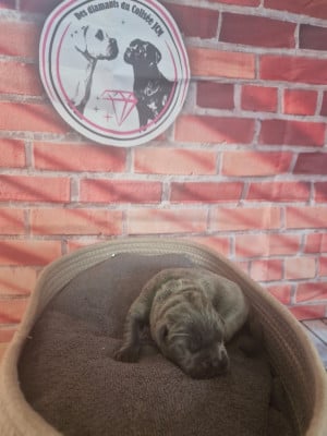 Les chiots de Cane Corso