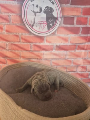 Les chiots de Cane Corso