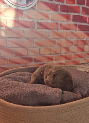 Les chiots de Cane Corso