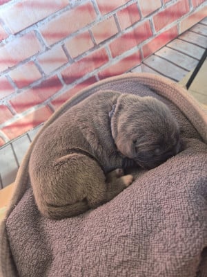 Les chiots de Cane Corso