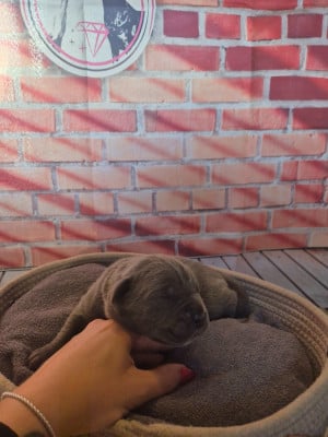 Les chiots de Cane Corso