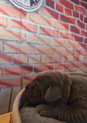 Les chiots de Cane Corso