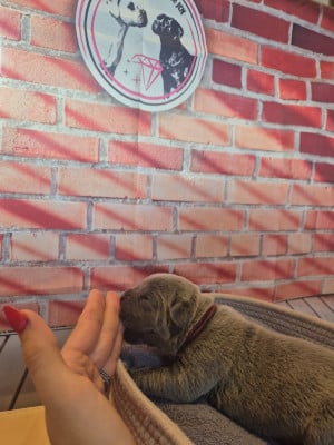 Les chiots de Cane Corso