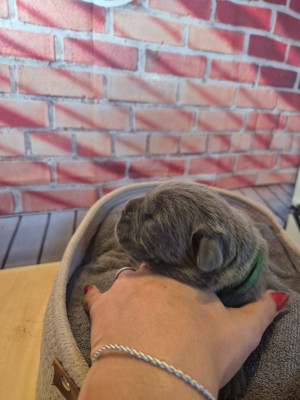 Les chiots de Cane Corso