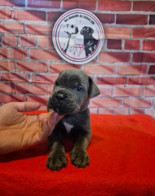 Les chiots de Cane Corso