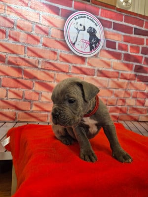 Les chiots de Cane Corso