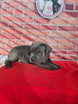 Les chiots de Cane Corso