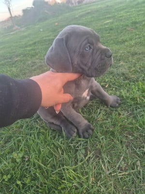 Les chiots de Cane Corso