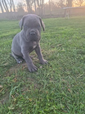 Les chiots de Cane Corso