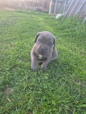Les chiots de Cane Corso