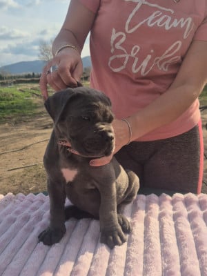 Les chiots de Cane Corso