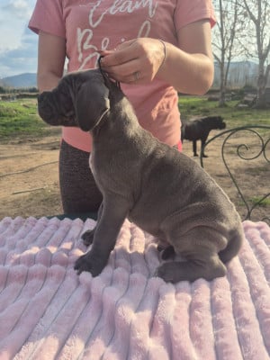 Les chiots de Cane Corso